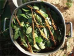 Ayahuasca