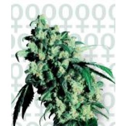 Super Skunk Feminised