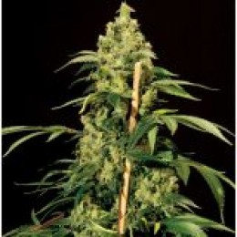 Jack Herer Feminised