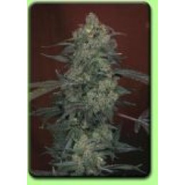 AK-47 Feminised