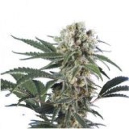 Black Domina Feminised