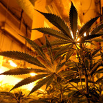 Marihuana Anbau auch bei uns?