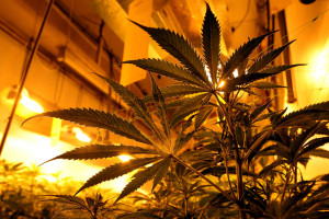 Marihuana Anbau auch bei uns?