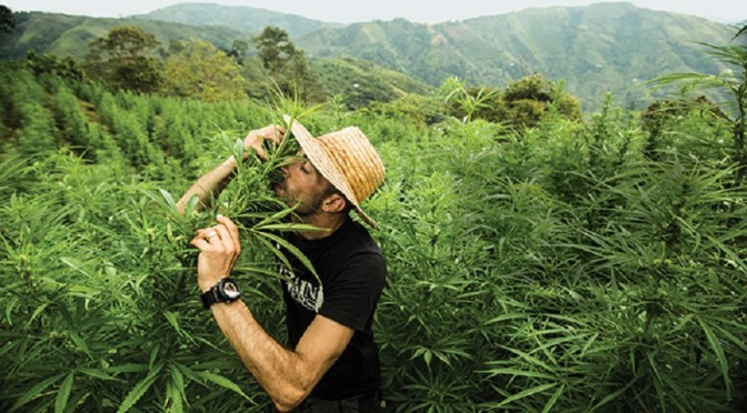 Cannbis News - Spliffen.com